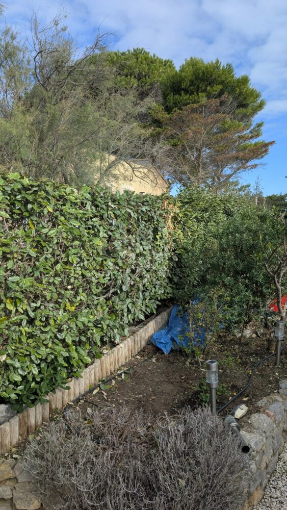 Haie taillée au carré le long d'une bordure en rondins de bois, avec le massif nettoyé à son pied