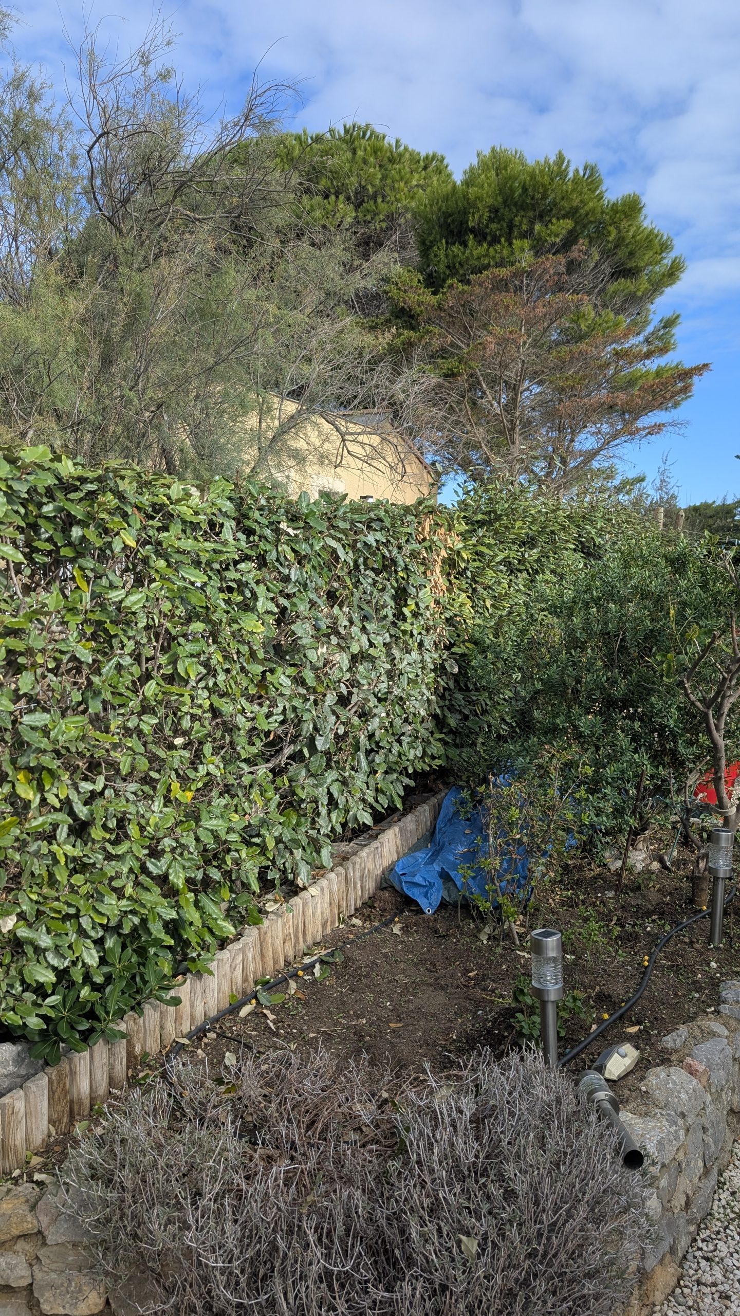 Taille de haie à Gruissan