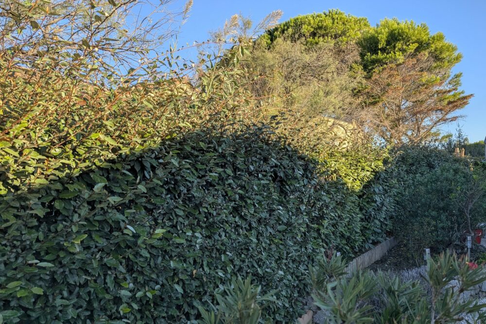 Haie au feuillage dense avec de longues pousses qui dépassent sur le dessus, devant de grands arbres